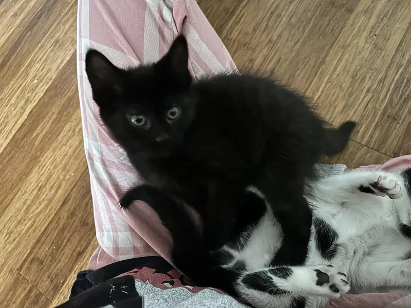 A baby medium-sized female Black Domestic Short Hair cat named Blue Moon for adoption in Walled Lake, MI