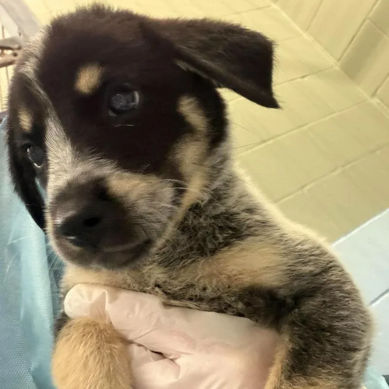 A baby small-sized female Shepherd dog named Fiona for adoption in Bastrop, TX