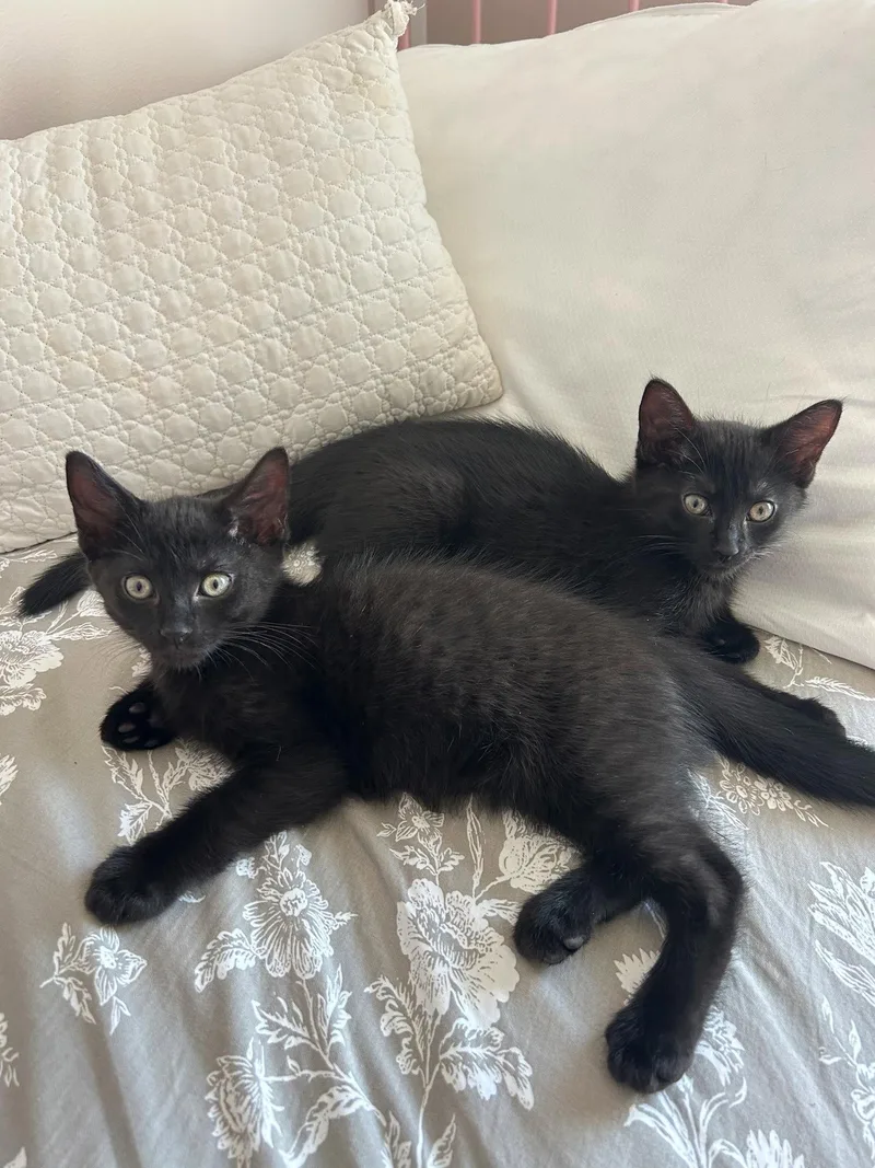 A baby medium-sized female Black Domestic Short Hair cat named Pitch for adoption in Buford, GA