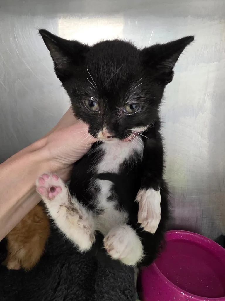 A baby small-sized male Domestic Short Hair cat named Lochlan for adoption in Carthage, MO