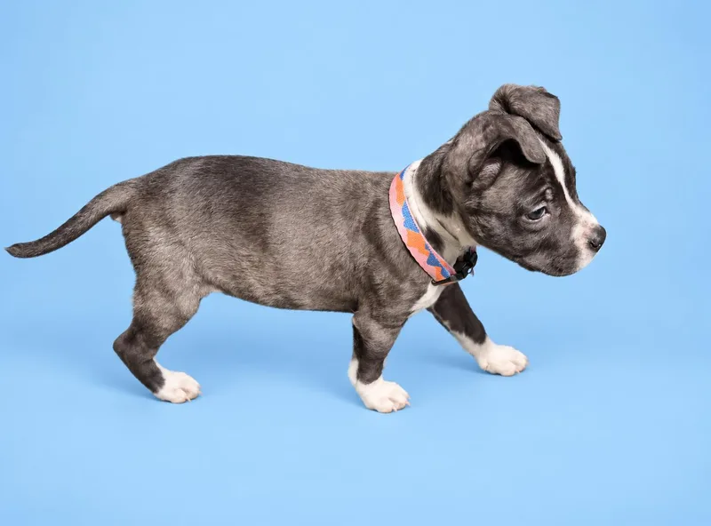 A baby medium-sized female American Staffordshire Terrier dog named Ella for adoption in Humble, TX