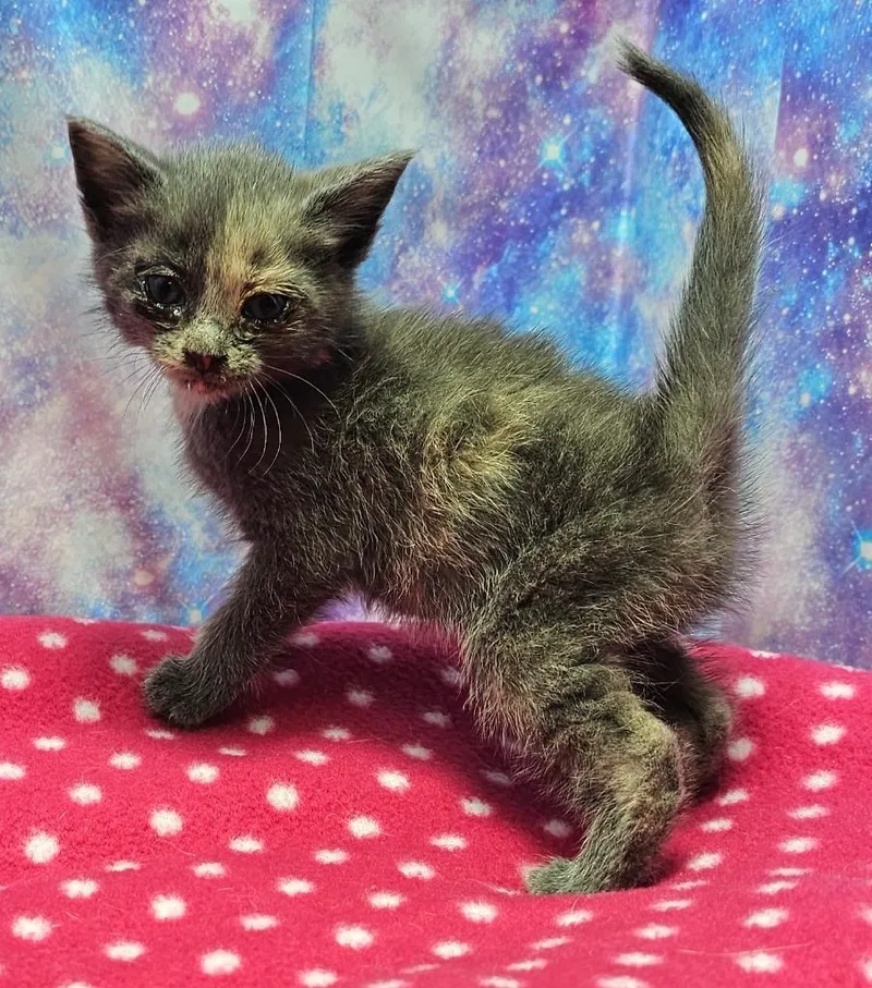 A baby small-sized female Domestic Short Hair cat named Squeak for adoption in Washington Court House, OH