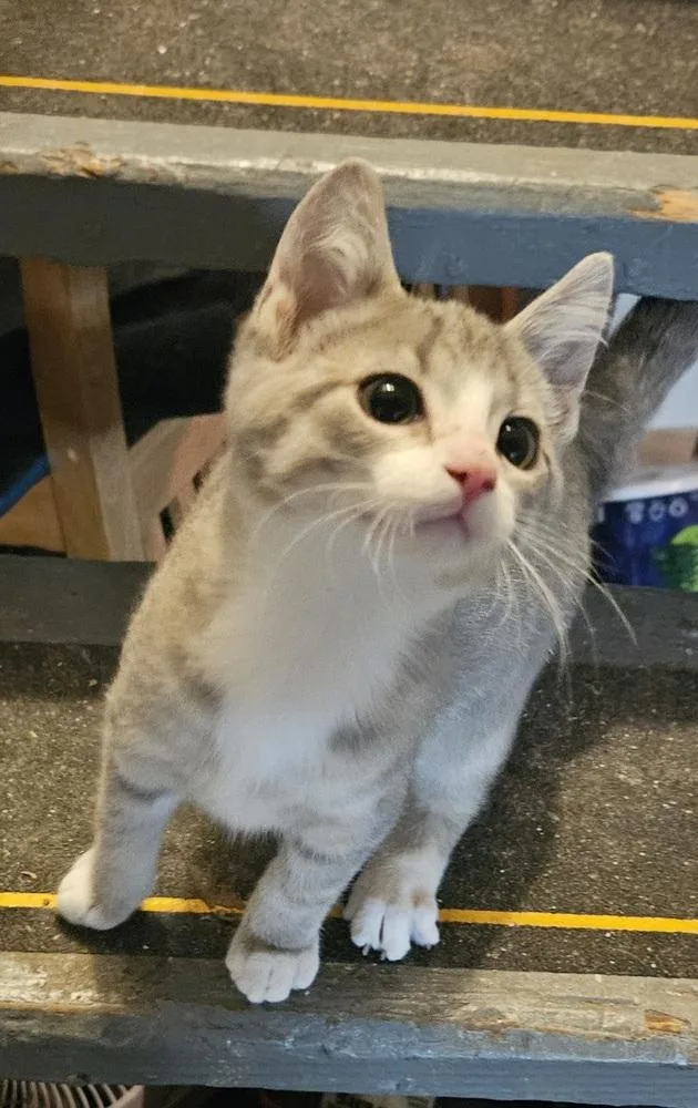 A baby small-sized male Gray & White Domestic Short Hair cat named Bean Bag for adoption in Lincoln Park, MI