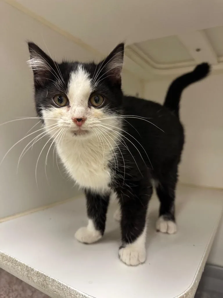 A baby small-sized male Domestic Short Hair cat named Cooper for adoption in Johnson City, TN