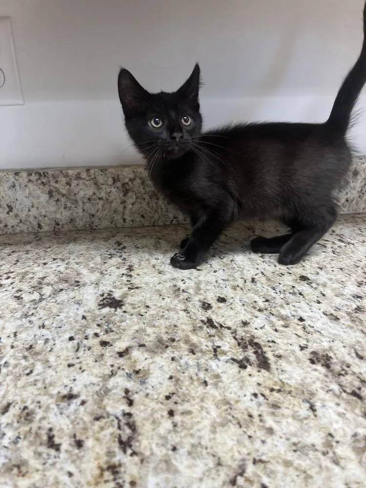 A baby small-sized male Black Domestic Short Hair cat named Fletcher for adoption in Salmon, ID