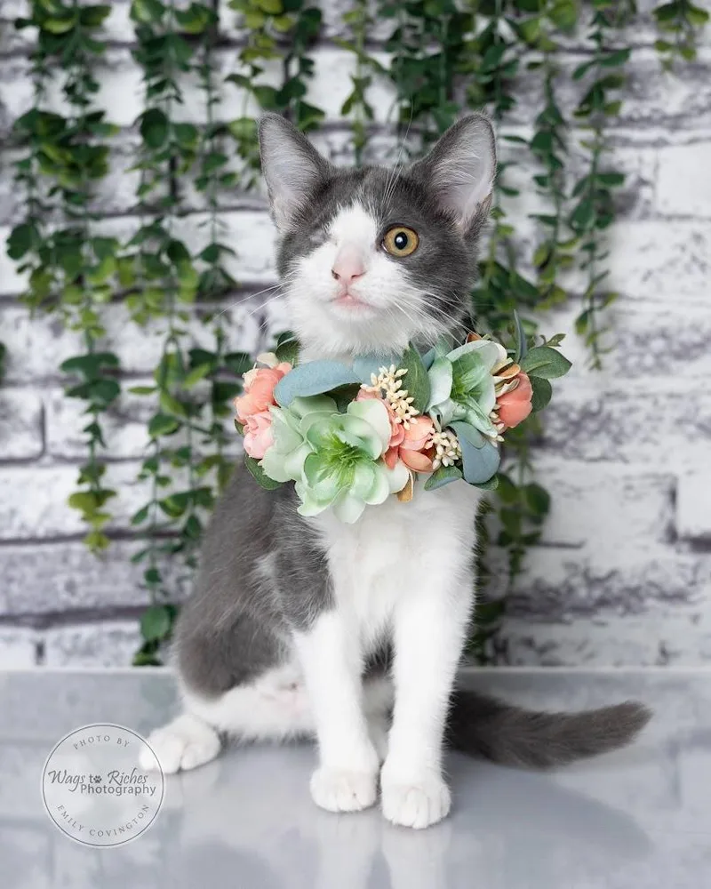 A baby medium-sized female White Domestic Short Hair cat named Leela for adoption in Tuscaloosa, AL