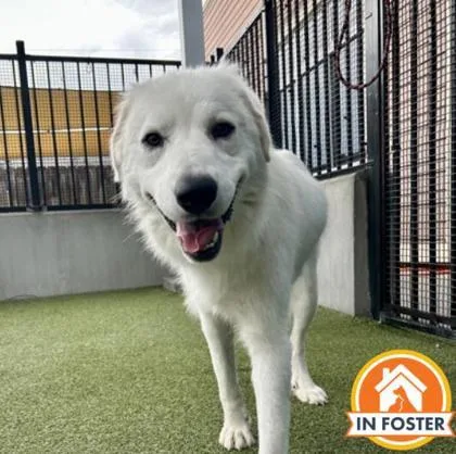 An adult large-sized female Great Pyrenees dog named Priscilla for adoption in Merriam, KS