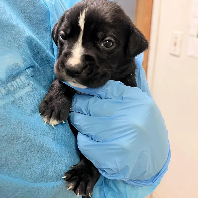 A baby small-sized female Brown / Chocolate Mixed Breed dog named Faline for adoption in Charleston, WV