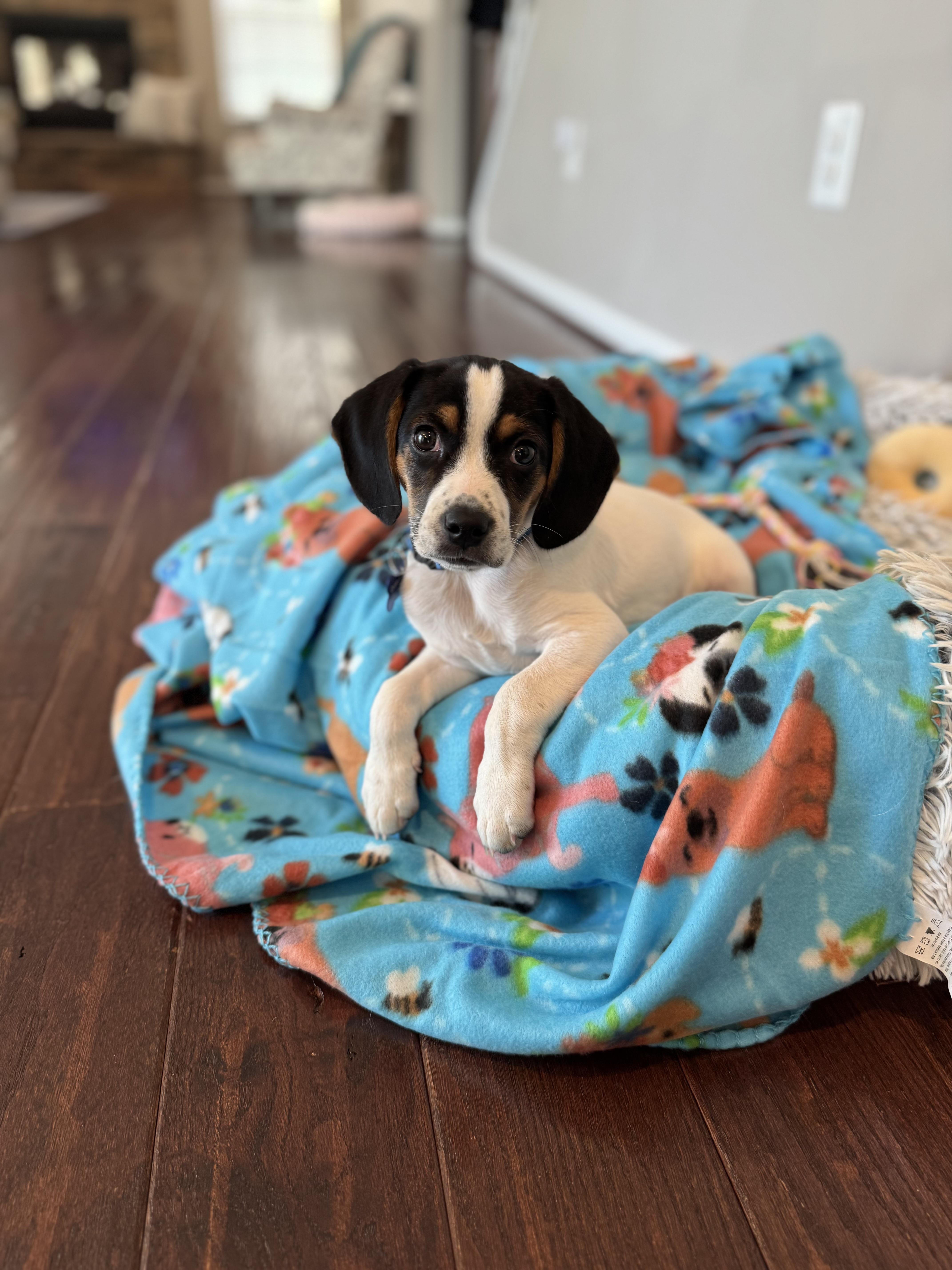 A baby medium-sized male Black Beagle dog named Oreo for adoption in Columbia, MD