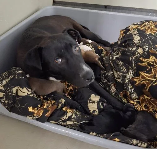 An adult medium-sized female Pit Bull Terrier dog named Lois for adoption in Bakersfield, CA