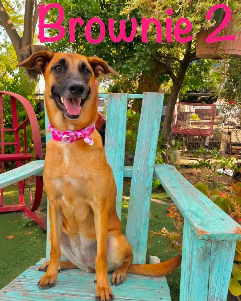A young medium-sized female Yellow / Tan / Blond / Fawn Belgian Shepherd / Malinois dog named Brownie for adoption in Gregory, TX