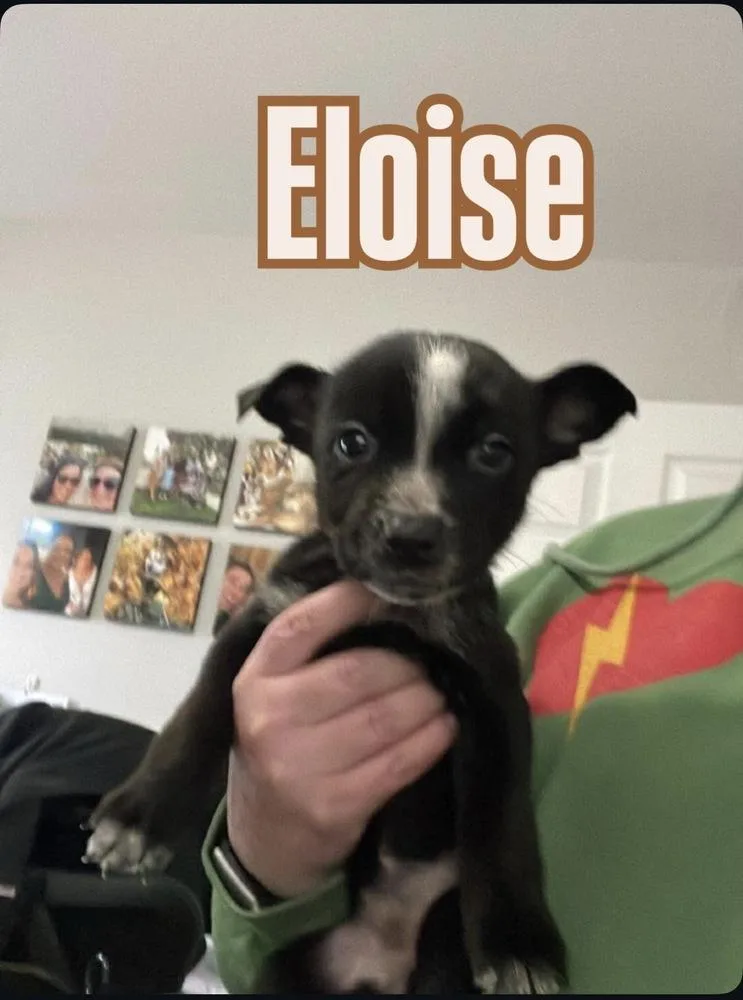 Eloise thumbnail 3