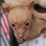 A baby small-sized female Brown / Chocolate Chihuahua dog named Cinnamon for adoption in Portsmouth, OH