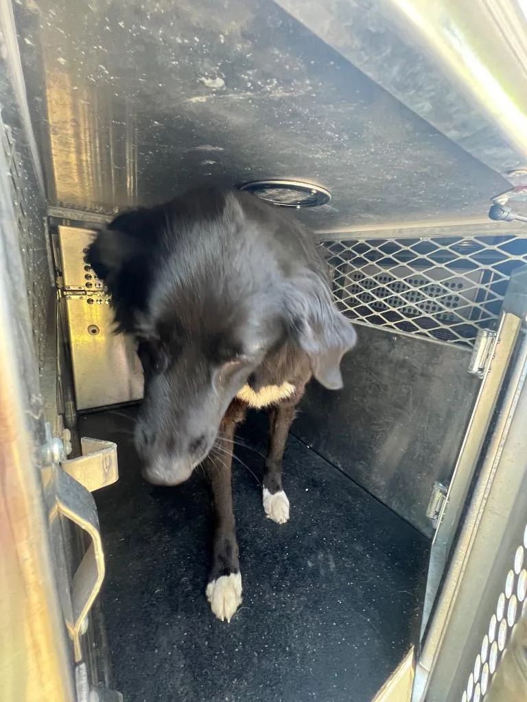 A young medium-sized male Mixed Breed dog named Oreo for adoption in Rome, GA