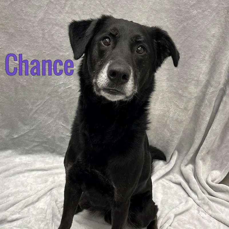 An adult medium-sized male Black Labrador Retriever dog named Chance for adoption in Pleasantville, NJ