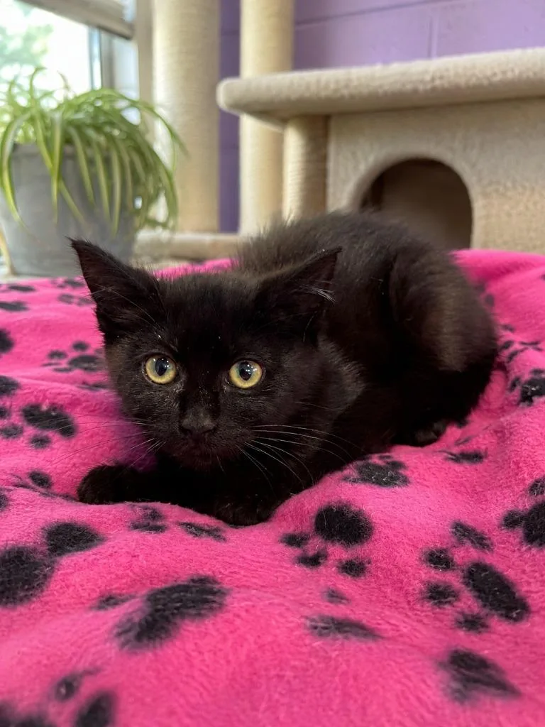 A baby small-sized female Domestic Short Hair cat named Raven for adoption in East Ridge, TN