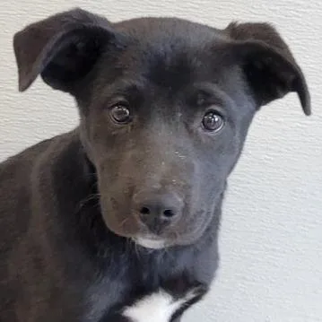 A baby medium-sized female Black Mixed Breed dog named Cosette for adoption in Las Cruces, NM