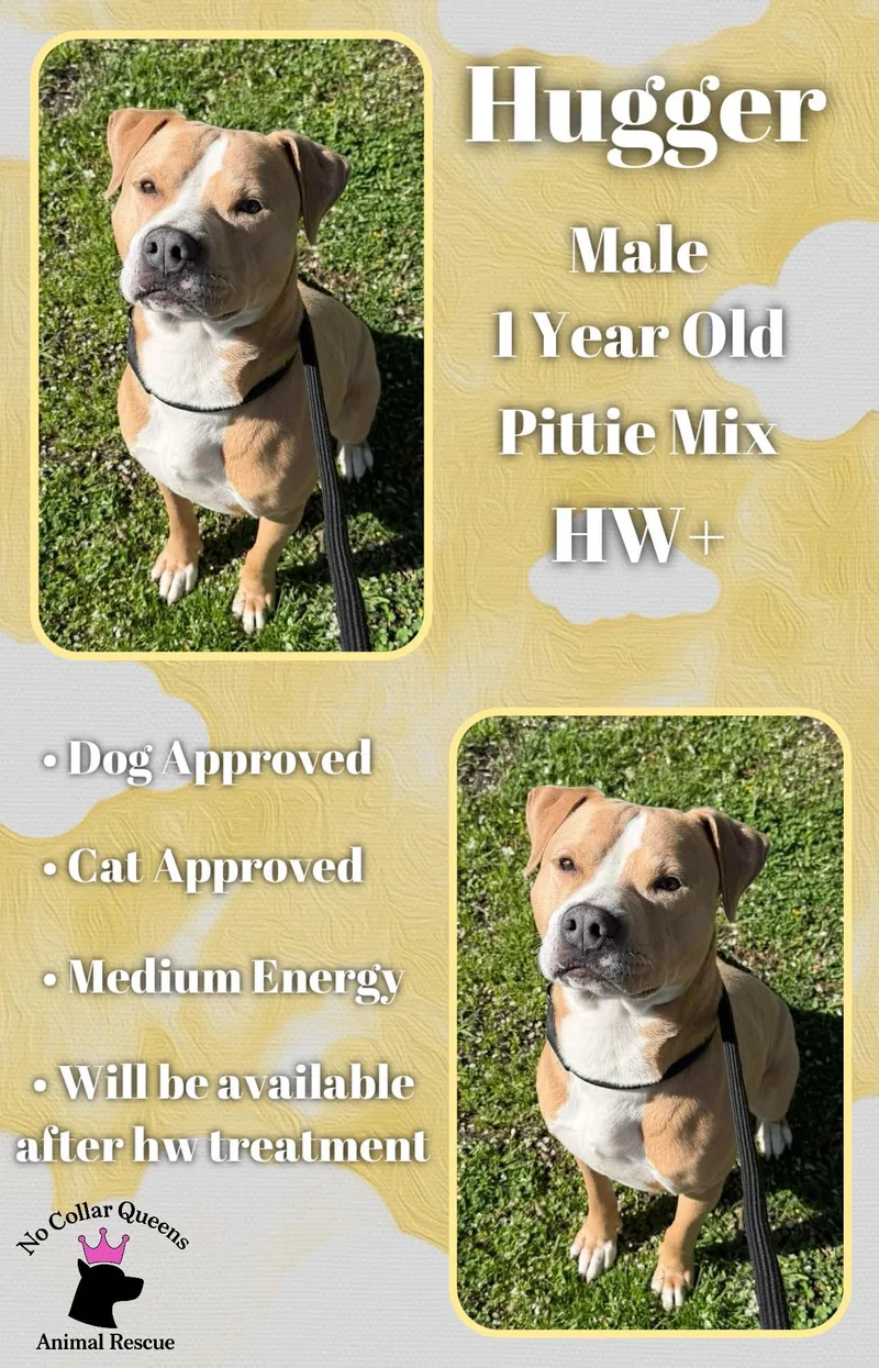 An adult medium-sized male Pit Bull Terrier dog named Hugger for adoption in Jacksonville, NC
