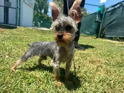 A young small-sized male Yorkshire Terrier dog named Pudding for adoption in North Miami Beach, FL