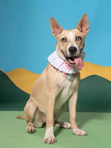A young medium-sized female Husky dog named Foxy Roxie for adoption in Atlanta, GA