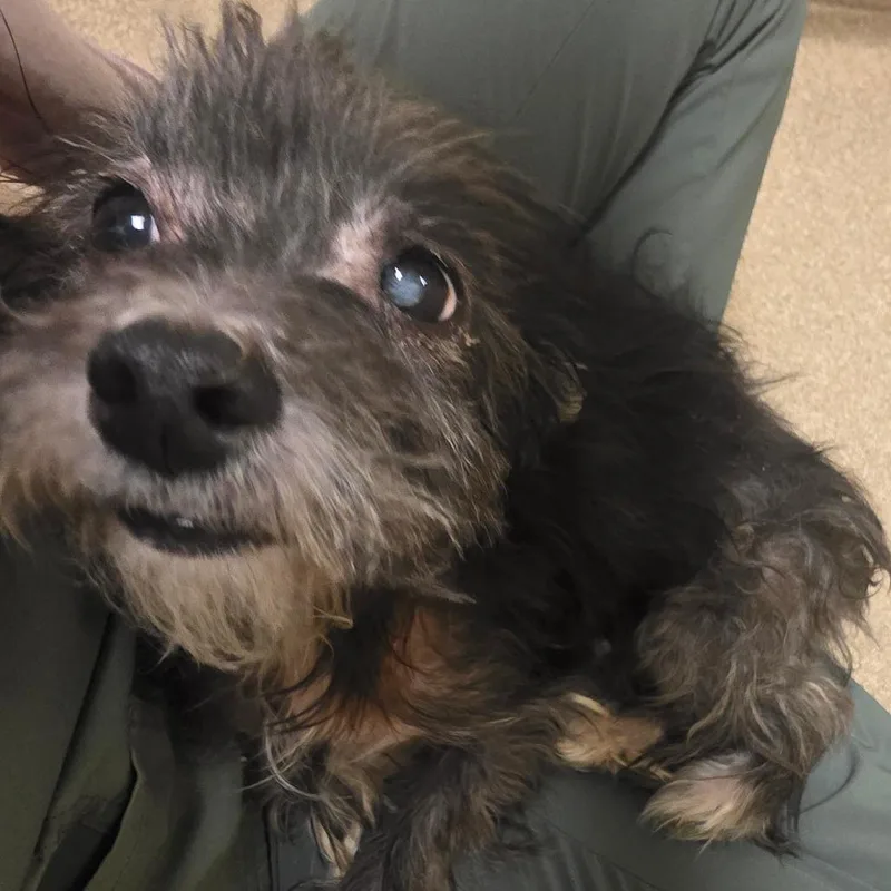 A senior small-sized male Mixed Breed dog named Harlan for adoption in Bristol, IN