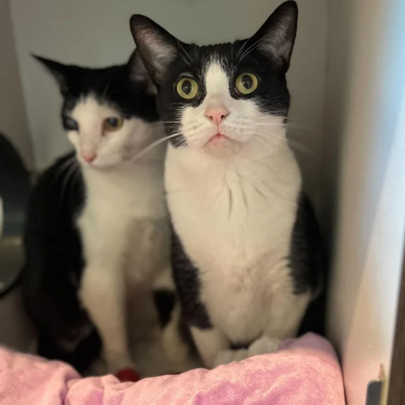 An adult extra large-sized male Black Domestic Short Hair cat named Malnati for adoption in Matteson, IL