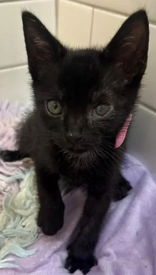 A baby small-sized female Domestic Short Hair cat named Lilly for adoption in Fort Lauderdale, FL
