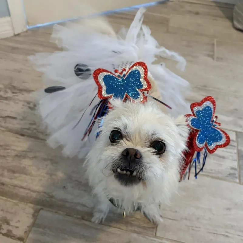 A senior small-sized female Brussels Griffon dog named Kiki for adoption in Orlando, FL