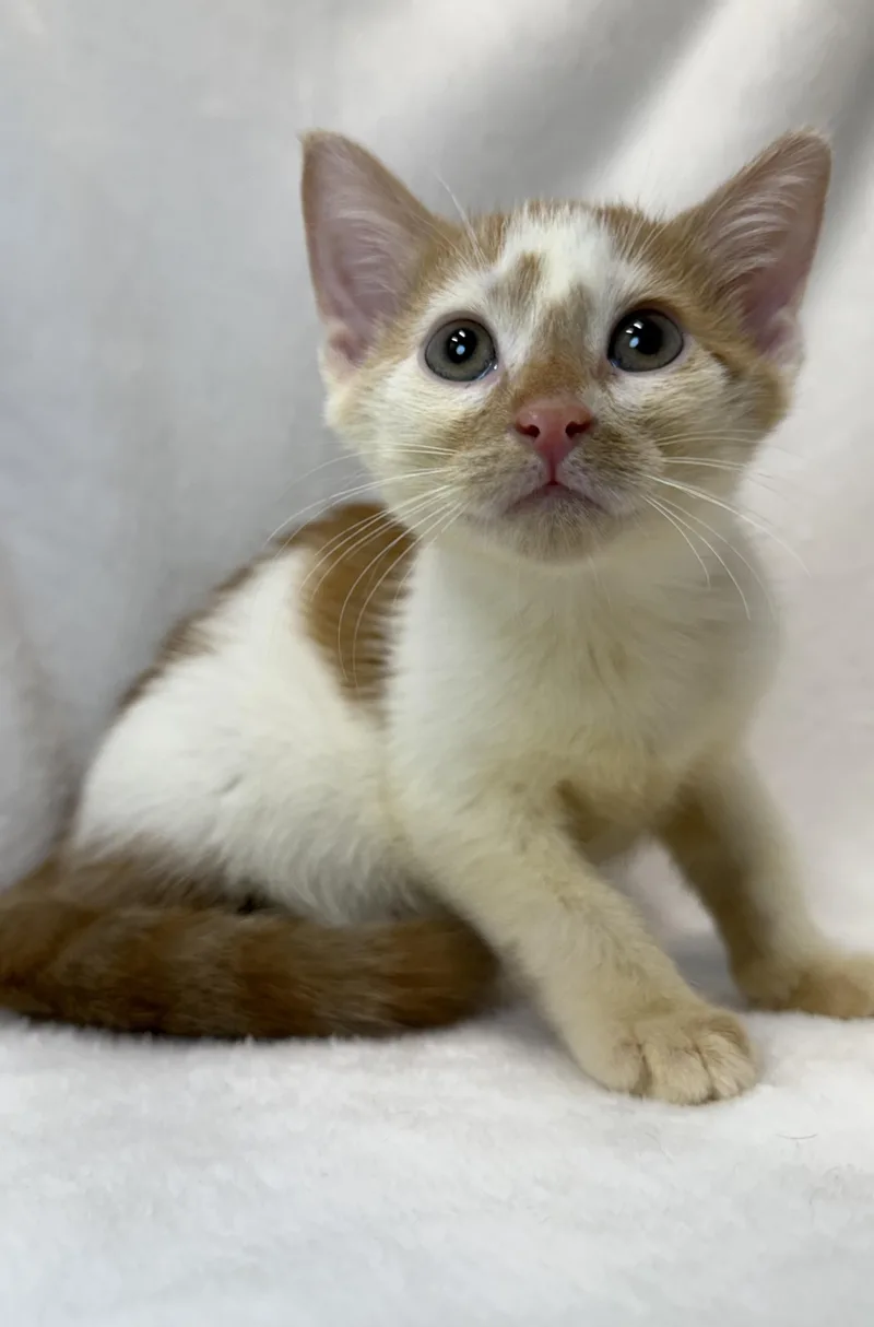 A baby medium-sized male Tabby (Orange / Red) Domestic Short Hair cat named Camper for adoption in Greensboro, NC