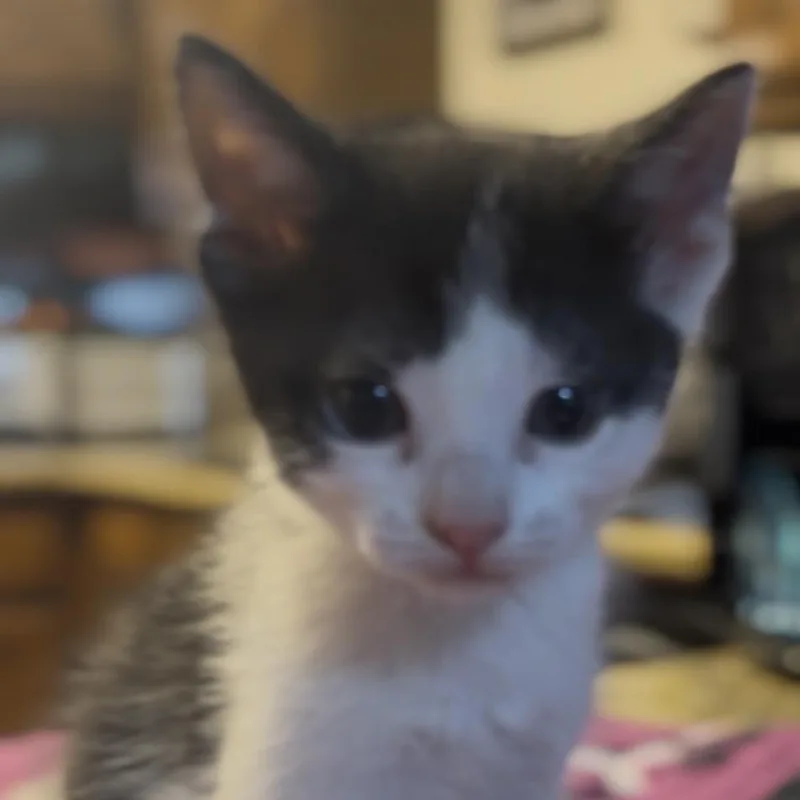A baby small-sized male Black Domestic Short Hair cat named MooMoo for adoption in Midland, TX