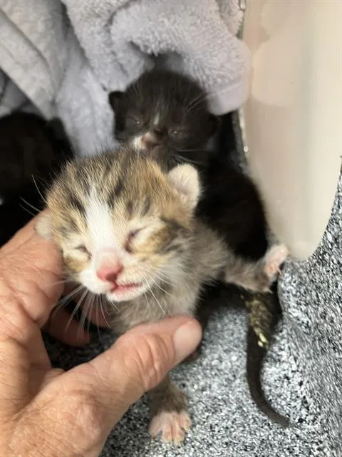 A baby medium-sized male Domestic Short Hair cat named Buster for adoption in Dallas, TX