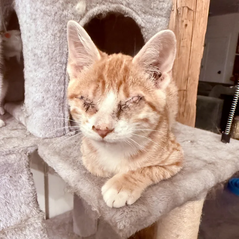 A baby medium-sized female Orange / Red Domestic Short Hair cat named Clementine for adoption in Richmond, MO