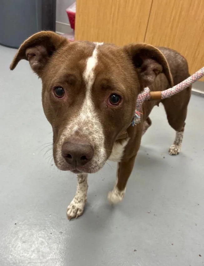 A young medium-sized female Pit Bull Terrier dog named Mandarin for adoption in Hartsville, SC