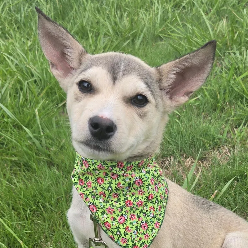 A baby medium-sized female White / Cream Mixed Breed dog named Lily for adoption in Centralia, WA