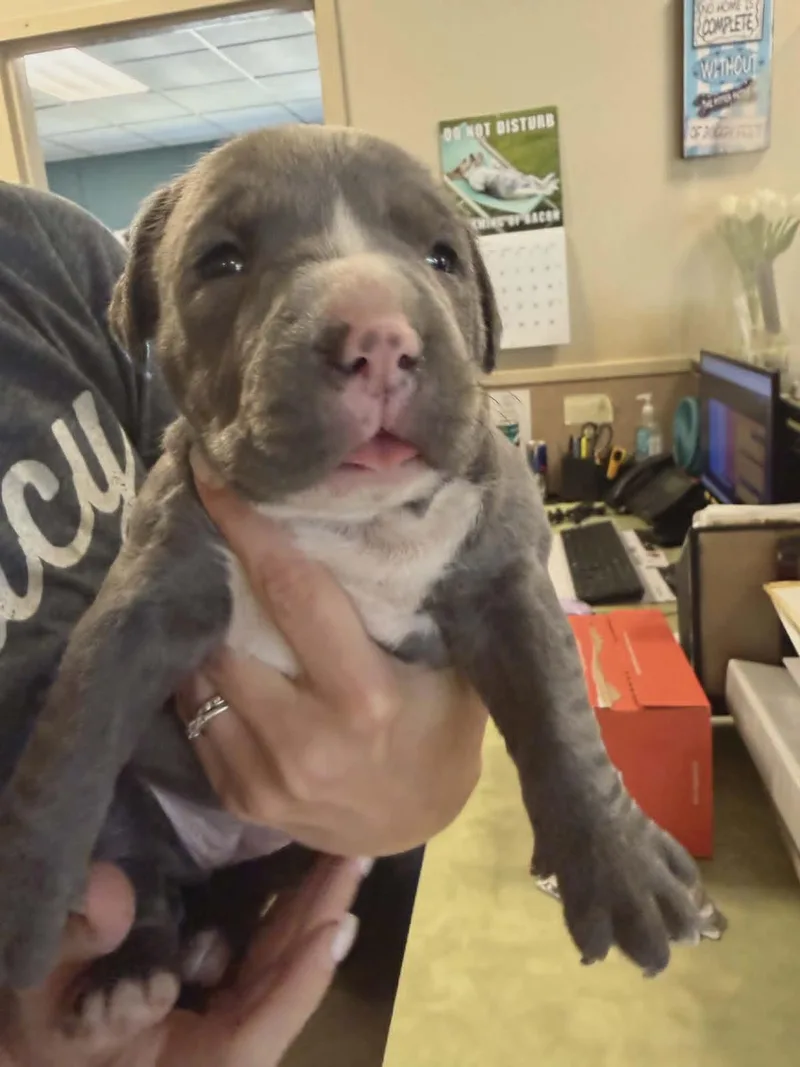 A baby medium-sized female Pit Bull Terrier dog named Selene for adoption in Rockwall, TX