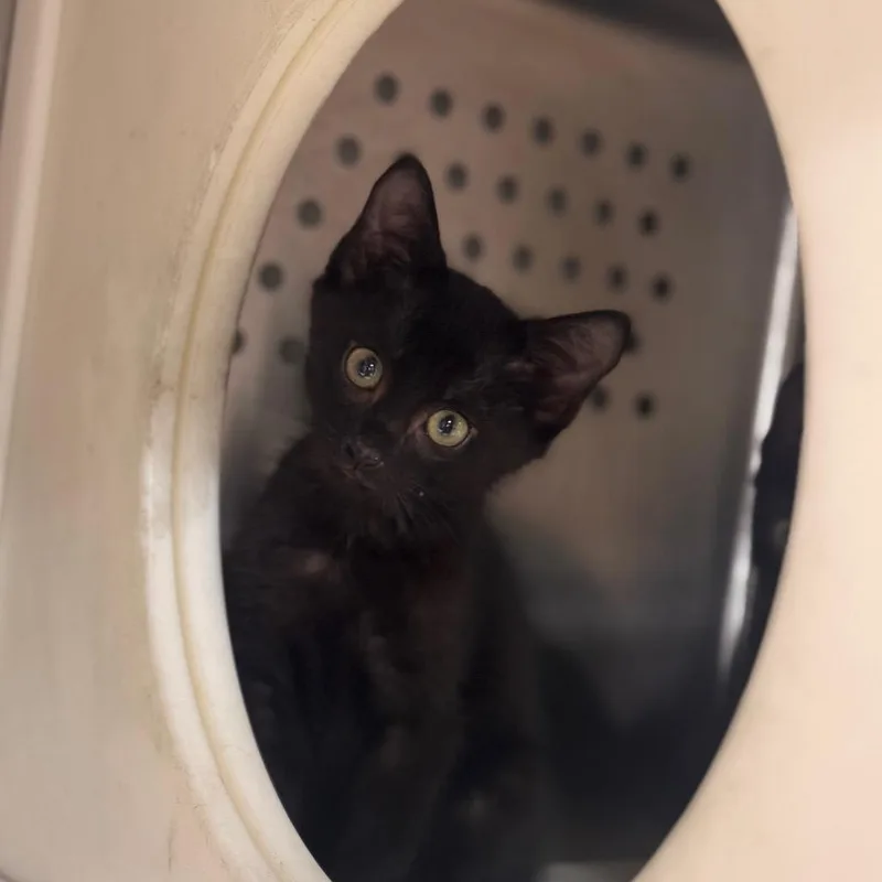 A baby small-sized male Black Domestic Short Hair cat named Sneak for adoption in Starkville, MS