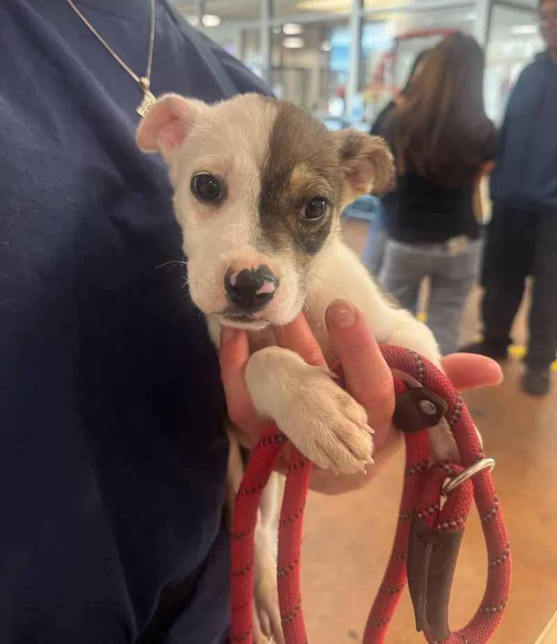A baby medium-sized female German Shepherd Dog dog named Rosie for adoption in Van Nuys, CA