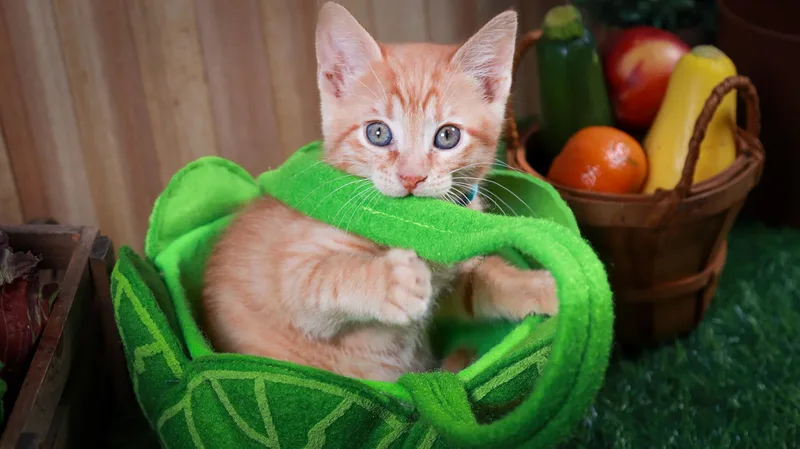 A baby medium-sized female Orange / Red Tabby cat named Thumper for adoption in Parker, TX