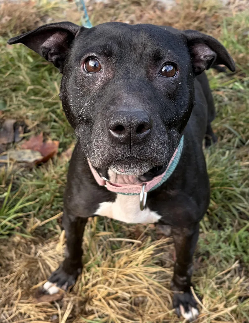 A young medium-sized female Black Mixed Breed dog named Buffy for adoption in McKeesport, PA