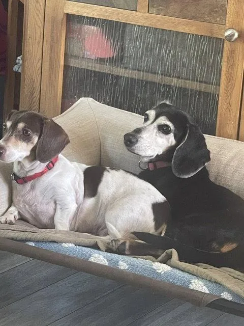 A senior small-sized female Dachshund dog named Baby San Diego for adoption in Los Angeles, CA