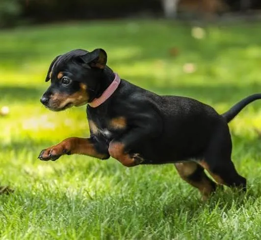 A baby small-sized female Dachshund dog named Rainier for adoption in Cumming, GA
