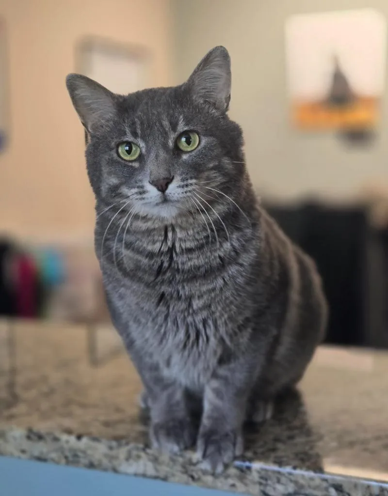 An adult large-sized male Domestic Short Hair cat named Ricochet for adoption in Viroqua, WI