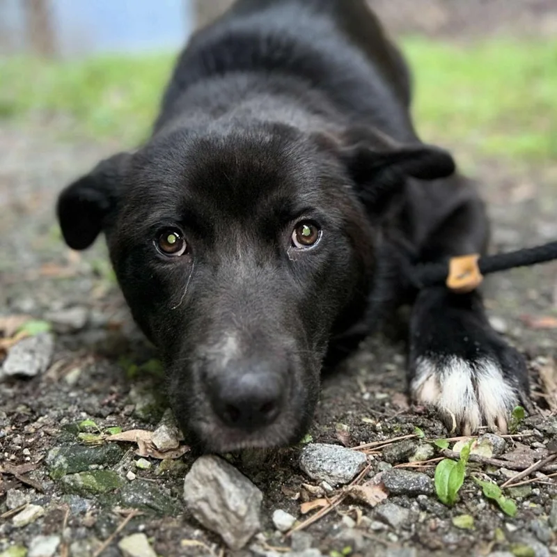 A baby medium-sized female Black Border Collie dog named Bonnie for adoption in Cedarburg, WI