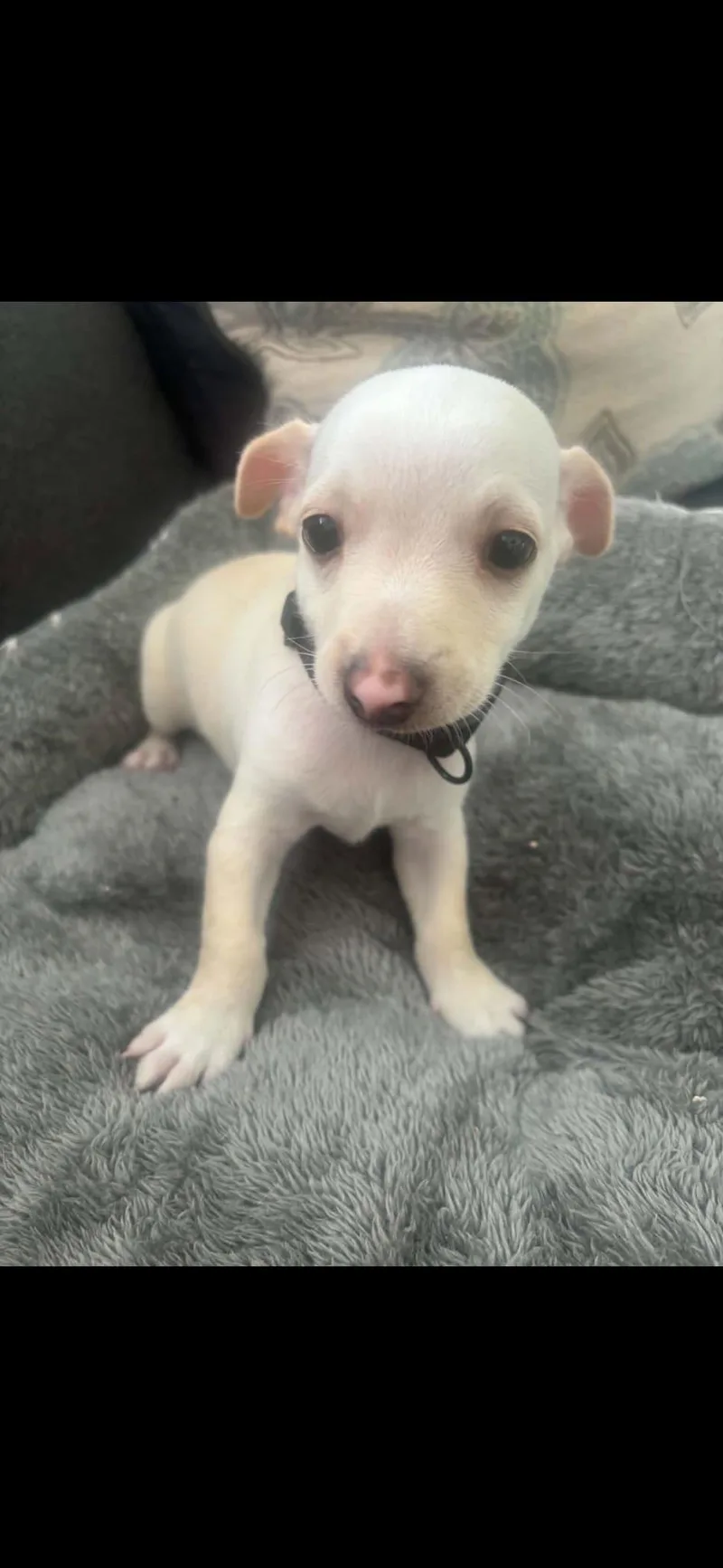 A baby small-sized male Chihuahua dog named Tom for adoption in Virginia Beach, VA