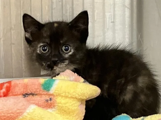 A baby small-sized female Domestic Short Hair cat named Rhea for adoption in Tustin, CA