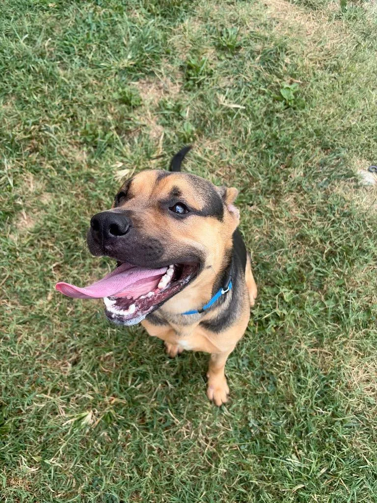 Maverick