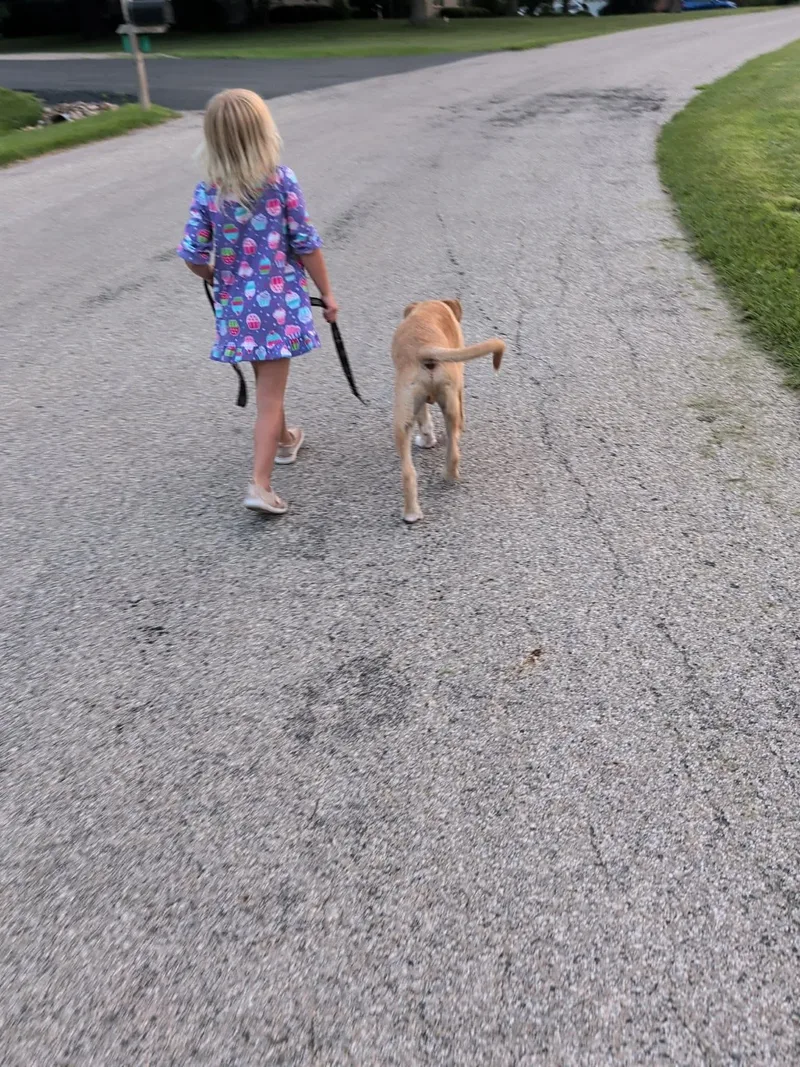 A baby large-sized male Labrador Retriever dog named Sheldon for adoption in Byron, IL
