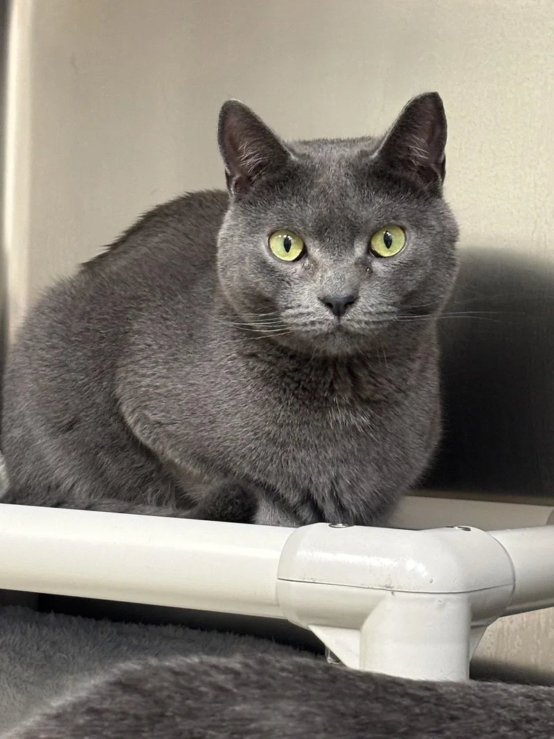 An adult medium-sized male Gray / Blue / Silver Domestic Short Hair cat named Turnip for adoption in Brick, NJ