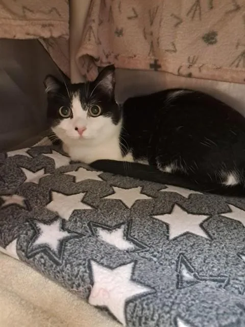 A young small-sized female Domestic Short Hair cat named Cookie for adoption in Minneapolis, MN