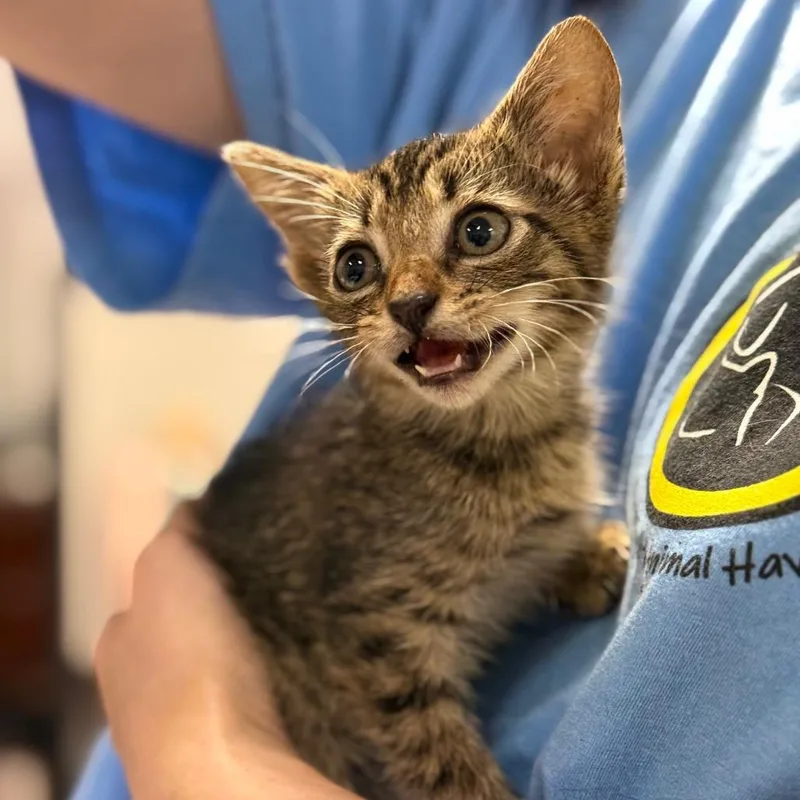A baby small-sized female Brown / Chocolate Domestic Short Hair cat named Fennel for adoption in Fort Smith, AR